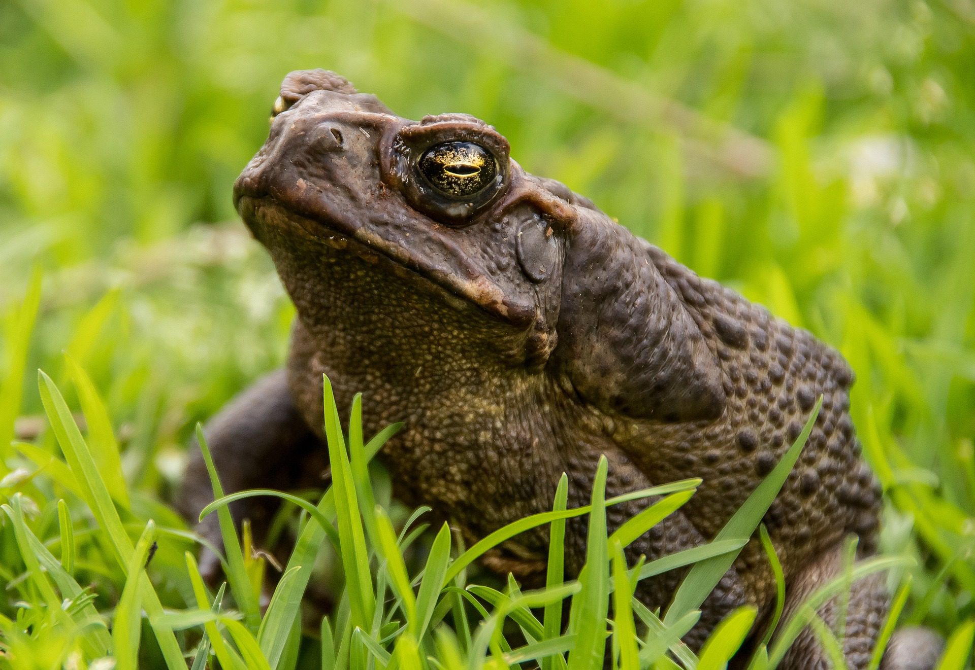 What are the Symptoms of Cane Toad Poisoning? A Bug's Life Pest