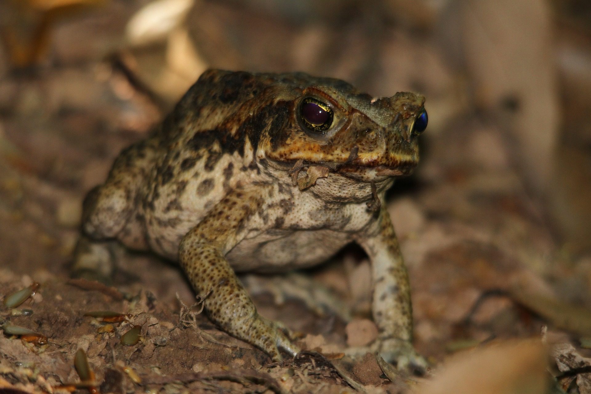 What Should I Do If My Dog Licks a Cane Toad? A Comprehensive Guide to