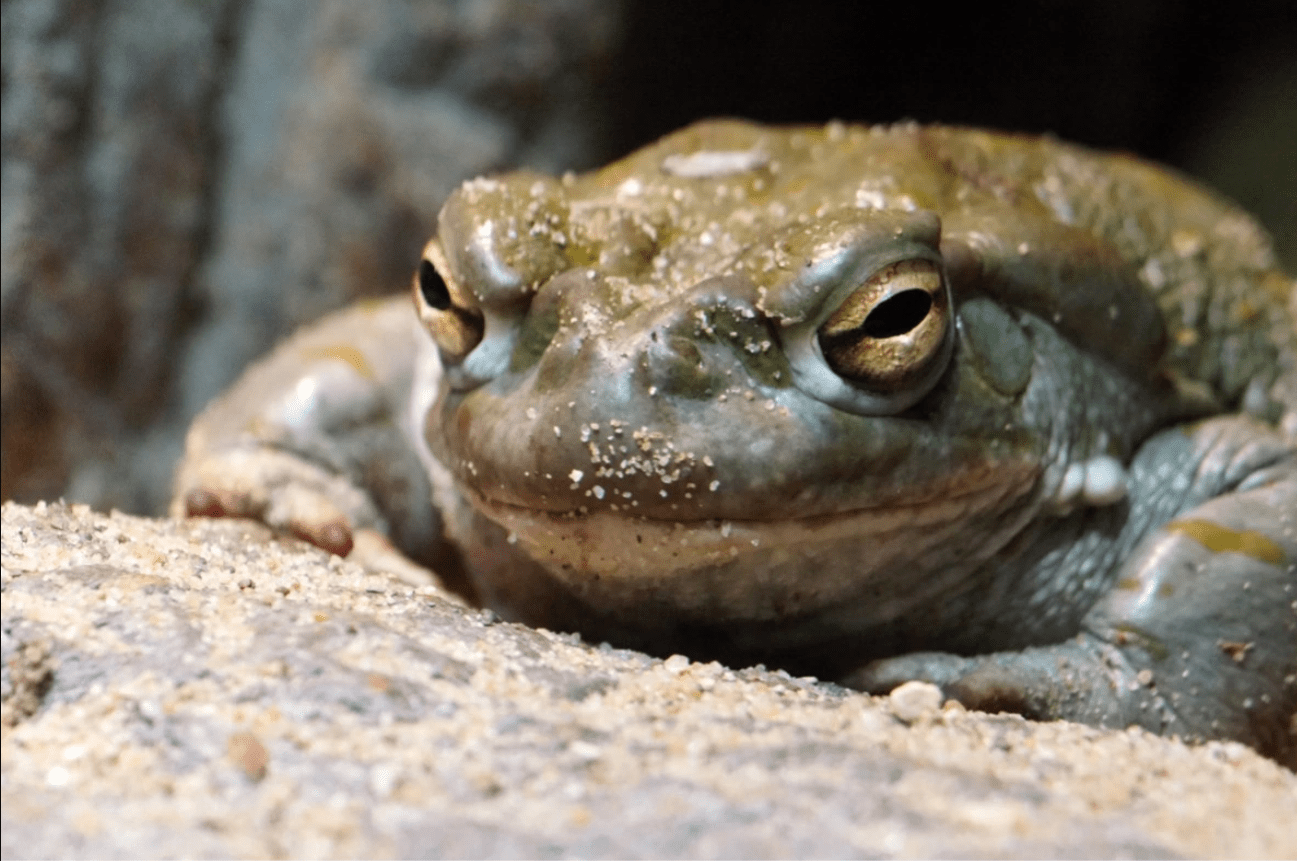 Symptoms of Cane Toad Poisoning in Dogs & Humans A Bug's Life Pest