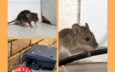 Rodents in Florida: Why Cooler Weather Brings Them Indoors